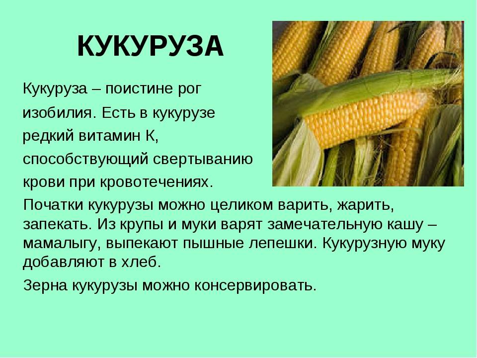 Вареная кукуруза - польза и вред. калорийность и состав