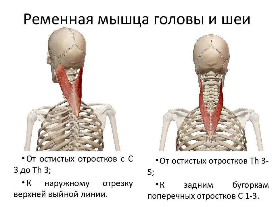 Мышечная активность при боли в шее - kinesiopro