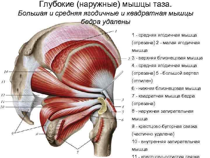 Большая ягодичная мышца: анатомия, функции и упражнения - kinesiopro