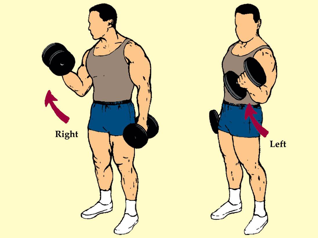 Как накачать бицепс гантелями и штангой: программа тренировок и лучшие упражнения