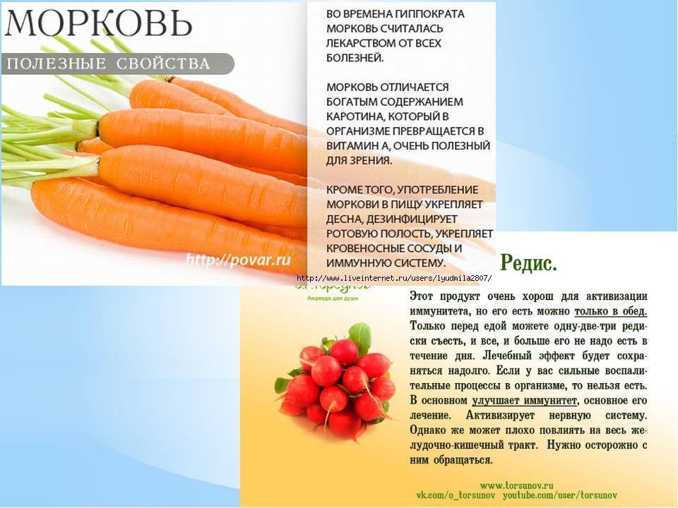 Морковь – польза и вред, полезные свойства, калорийность и противопоказания