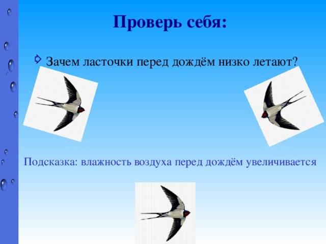 Научное и фантастическое объяснения, почему перед дождем ласточки низко летают :: syl.ru