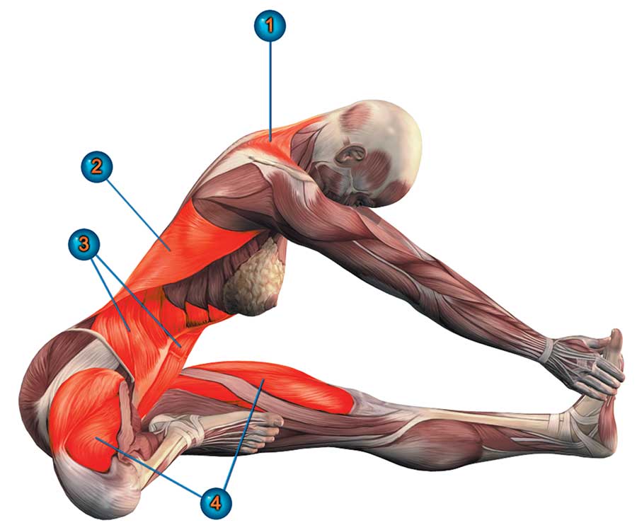 Тянут мышцы. Ардха пурвоттанасана анатомия. Махамудра анатомия йоги. Сукхасана анатомия йоги. Халасана анатомия.