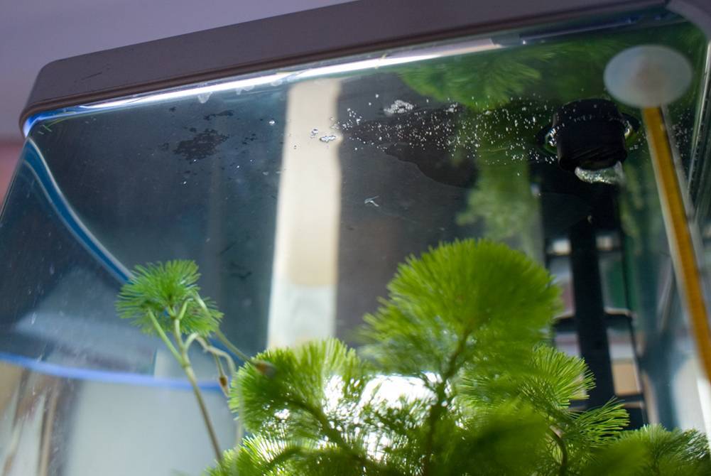 Почему мутнеет вода в старом и новом аквариуме: причины. мутная вода в аквариуме — что делать: анализ цвета мути, способы устранения, советы