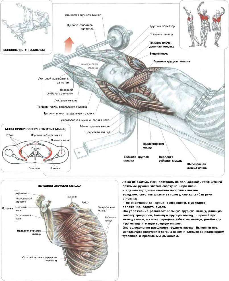 с какими мышцами качать грудь фото 86