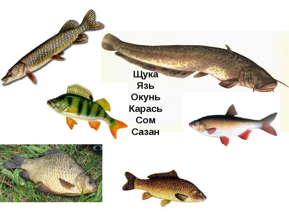 Чем питаются рыбы наших рек: как влияет их рацион на строение тела, на выбор снастей