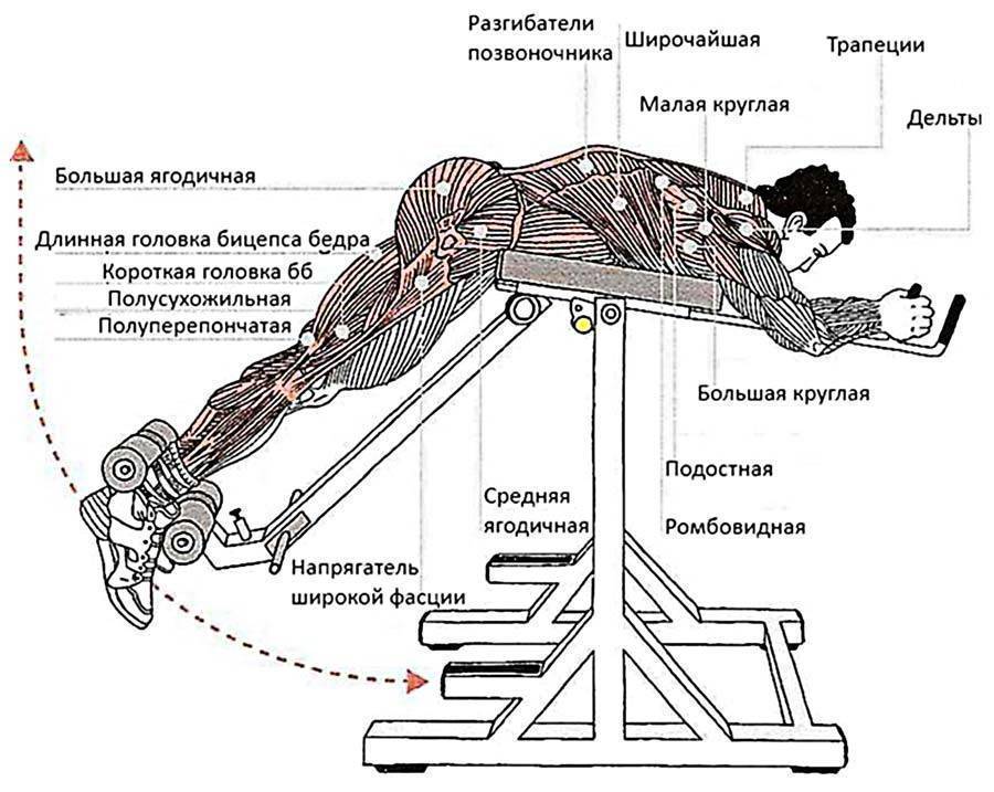 Обратная гиперэкстензия: полный обзор упражнения | rulebody.ru — правила тела