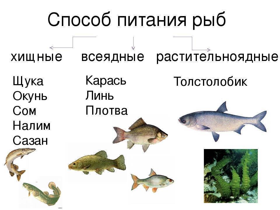 Хищные рыбы: список, описание, виды - fishingwiki