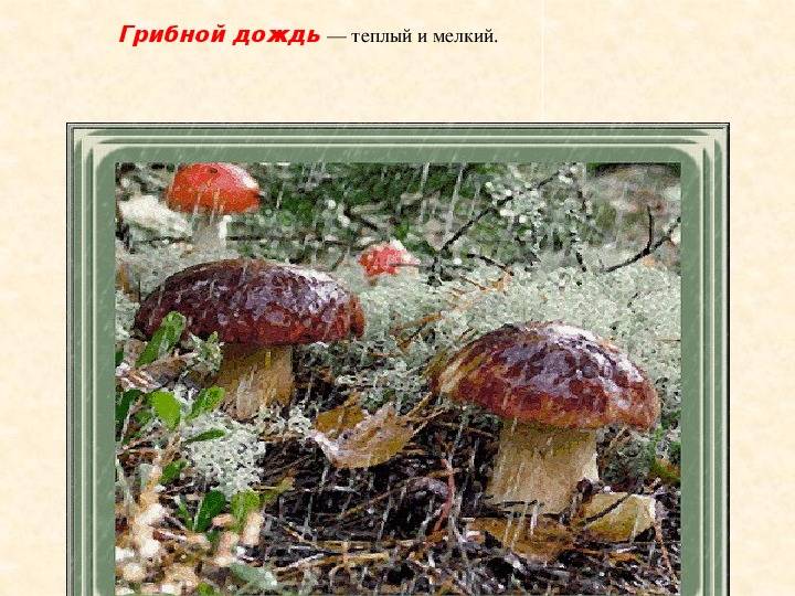 Сочинение на тему «грибной дождик» (5-6 класс)