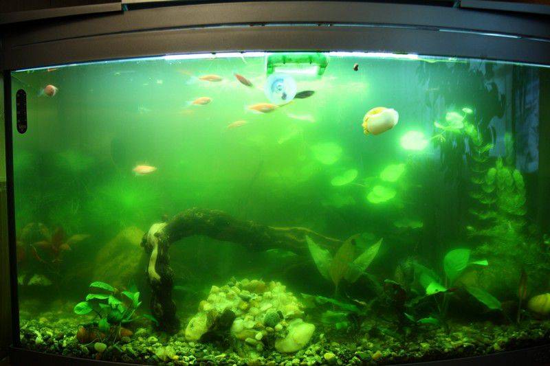 Почему мутнеет вода в аквариуме? причина, способы устранения и средства