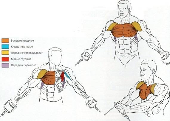 Сведение рук в кроссовере, какие мышцы работают, техника пошагово