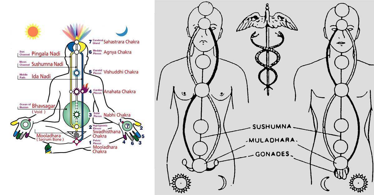 Канал чакры. Нади и чакры сушумна.