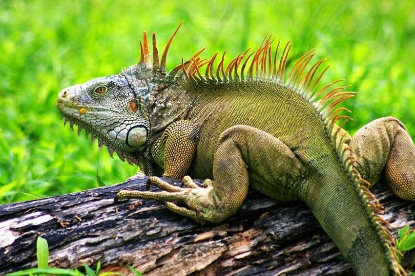 Обитатели амазонки: топ-7 самых опасных животных