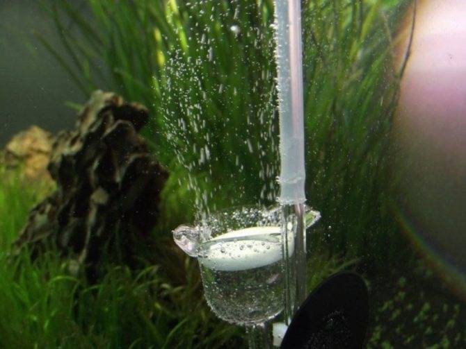 Аэрация воды в аквариуме: зачем нужна, какой должна быть, можно ли отключать, как сделать своими руками