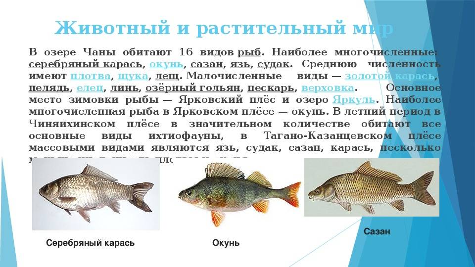 Какая рыба водится в озере. Озеро Чаны Новосибирская область ихтиофауна. Рыбы обитающие в Новосибирской области. Озеро Чаны презентация. Озеро Чаны рыба.