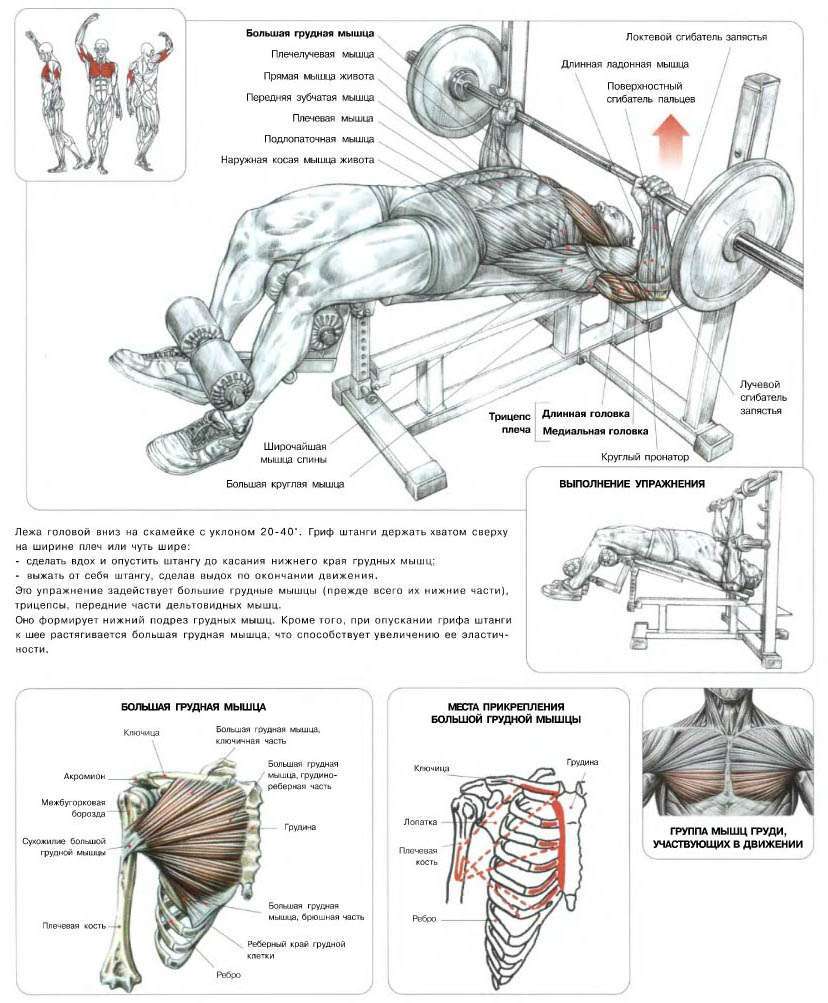 Упражнения для грудной части. Фредерик Делавье анатомия силовых упражнений жим лежа. Упражнения на скамье для жима штанги лежа.