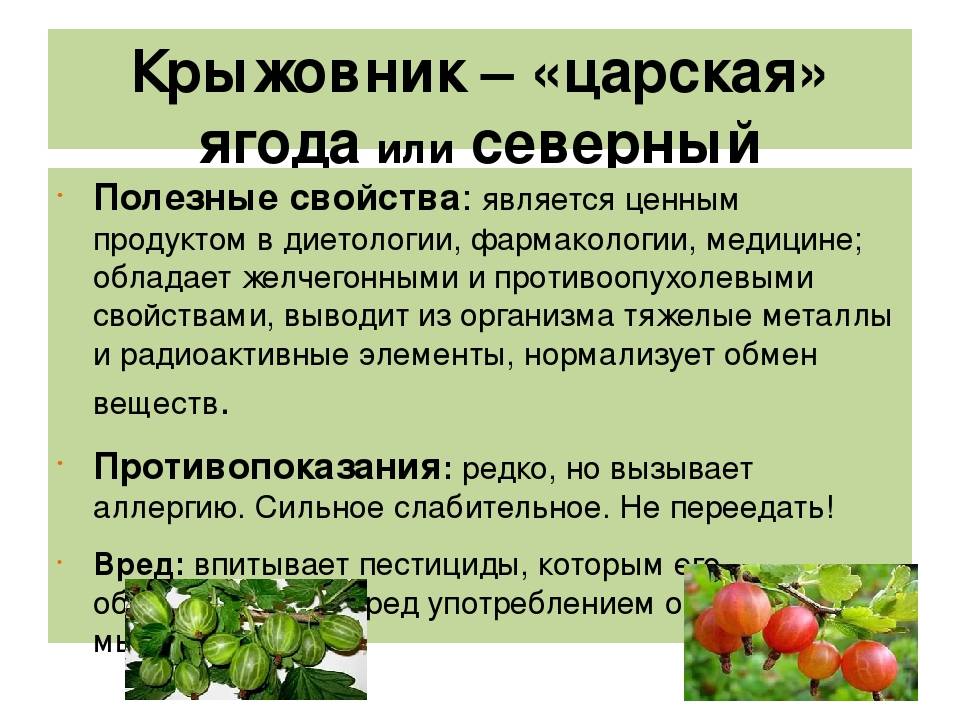 Крыжовник - описание растения и плодов, полезные и вредные свойства, состав, калорийность, фото, рецепты