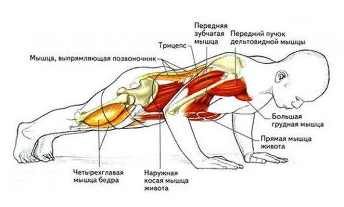 Различные виды отжиманий и их воздействие на мышцы