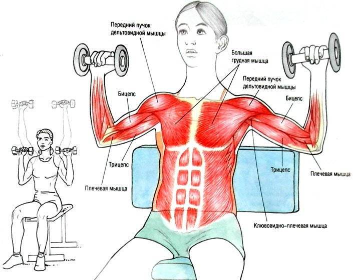 Жим арнольда ➤ упражнение для тренировки дельтовидных мышц, техника