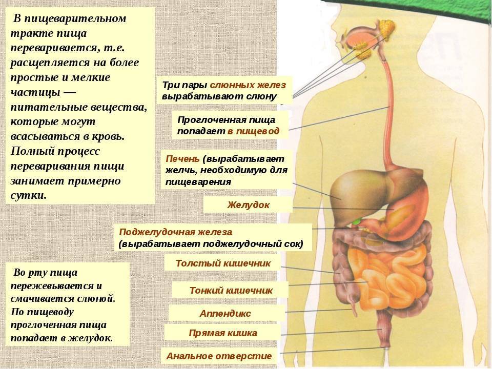 Процесс пищеворения - белорусское общественное объединение стомированных