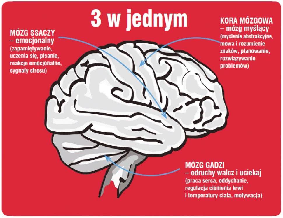 Пять этапов в жизни мозга