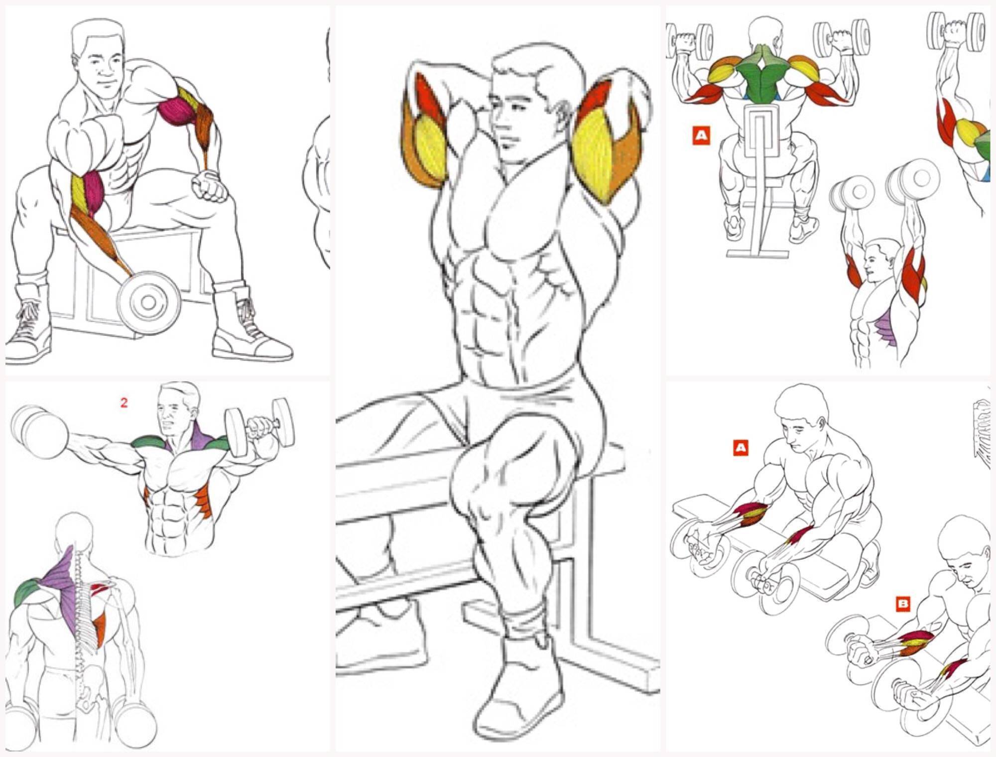 Упражнения с гантелями для рук - красивые мышцы с fitnessera.ru