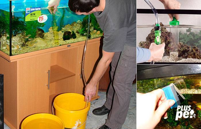 Вода для аквариума в домашних условиях: какая нужна, как подготовить, какая должна быть, аквариумная вода для рыб