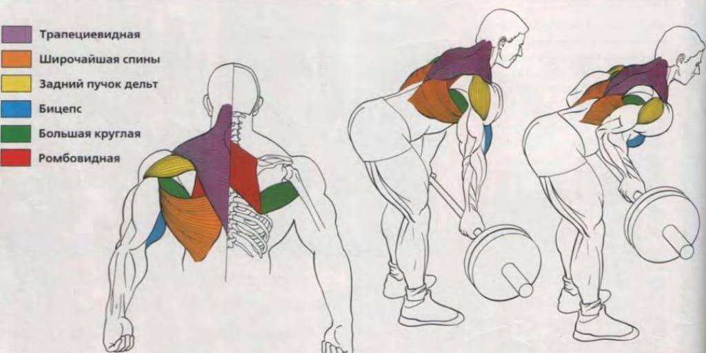 Тяга штанги в наклоне — как делать правильно? какие мышцы работают?