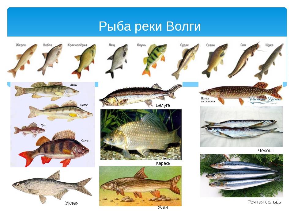 Рыбалка в оренбурге и оренбургской области, особенности ловли в реке урал и местных водохранилищах