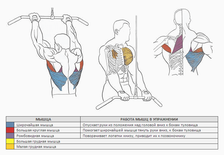 Пуловер со штангой и с гантелей. эффективное упражнение для развития грудных и широчайших мышц спины