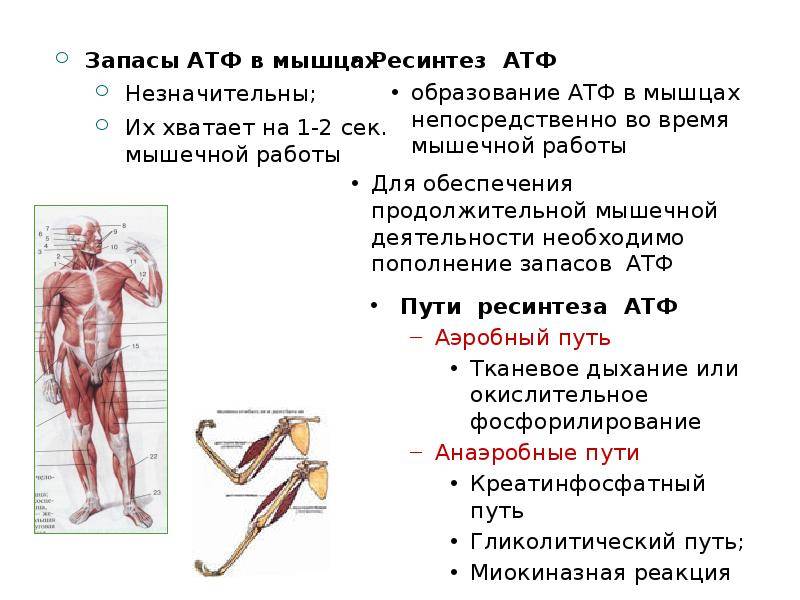 Основные работы мышц. Источники АТФ В мышце. Мышечная деятельность. Процессы ресинтеза АТФ при мышечной работе. Пути ресинтеза АТФ В мышцах.