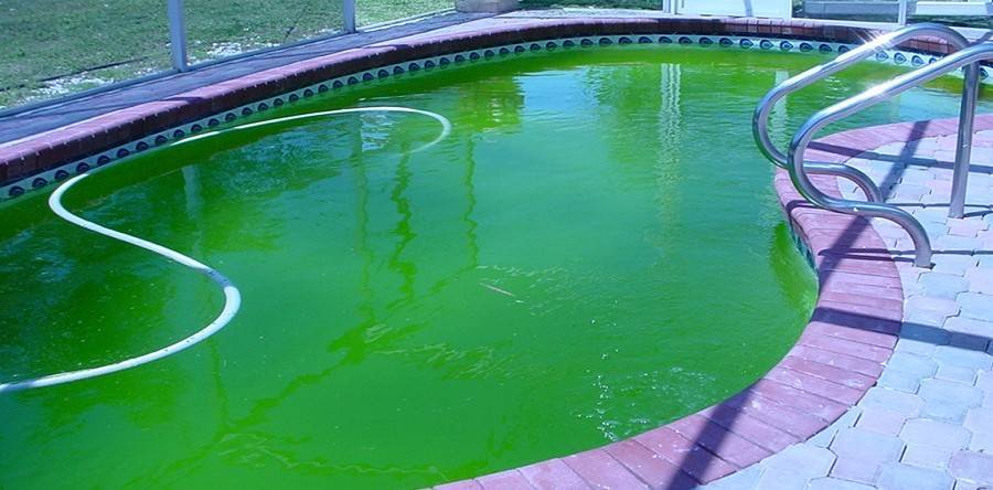 Почему вода в бассейне зеленая? как этого избежать и что делать (советы профессионалов)