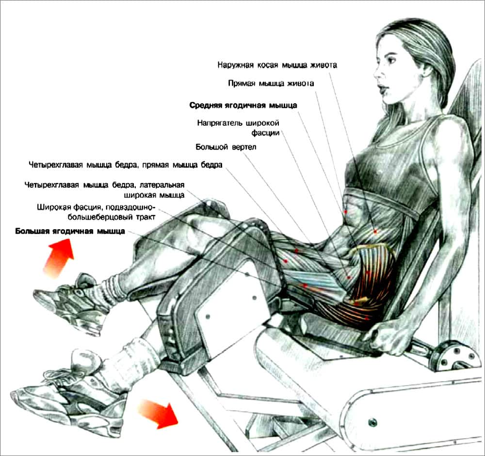 Разведение ног в тренажере – техника выполнения и задействованные мышцы