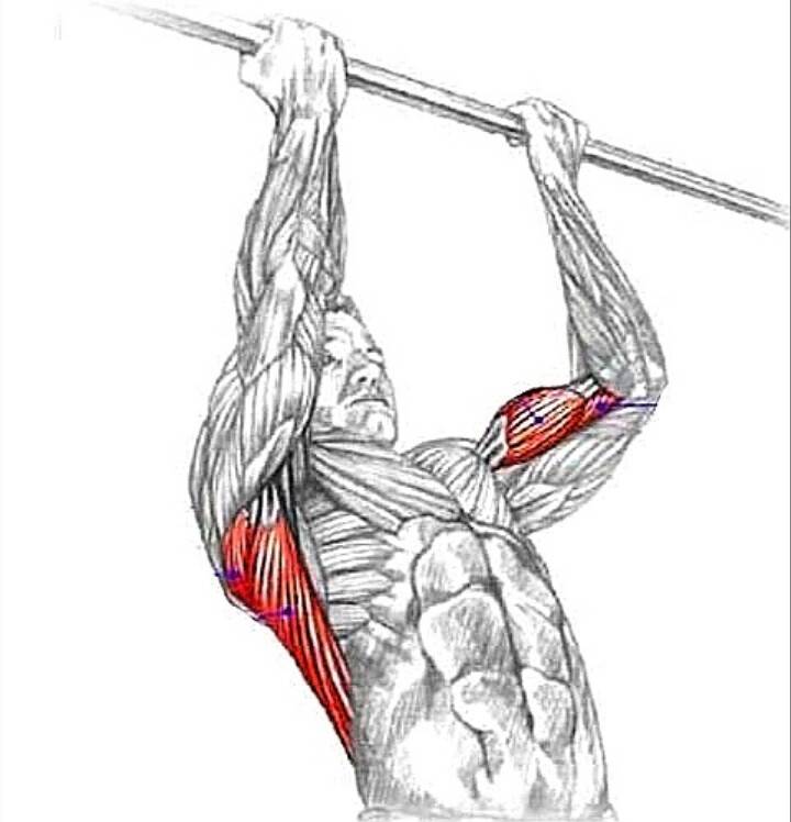 Тренировка трапеции на турнике