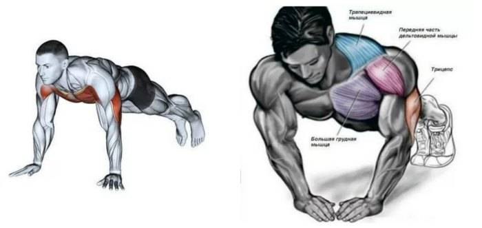 Алмазные отжимания какие мышцы работают. виды отжиманий и результаты, которых можно добиться