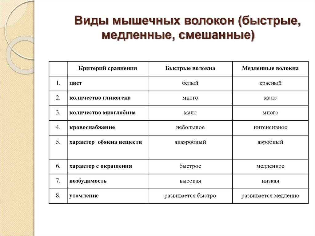 Характеристика мышечных волокон скелетных мышц