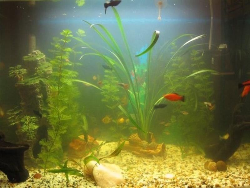 Мутнеет вода в аквариуме: причина, как устранить - в аквариуме
