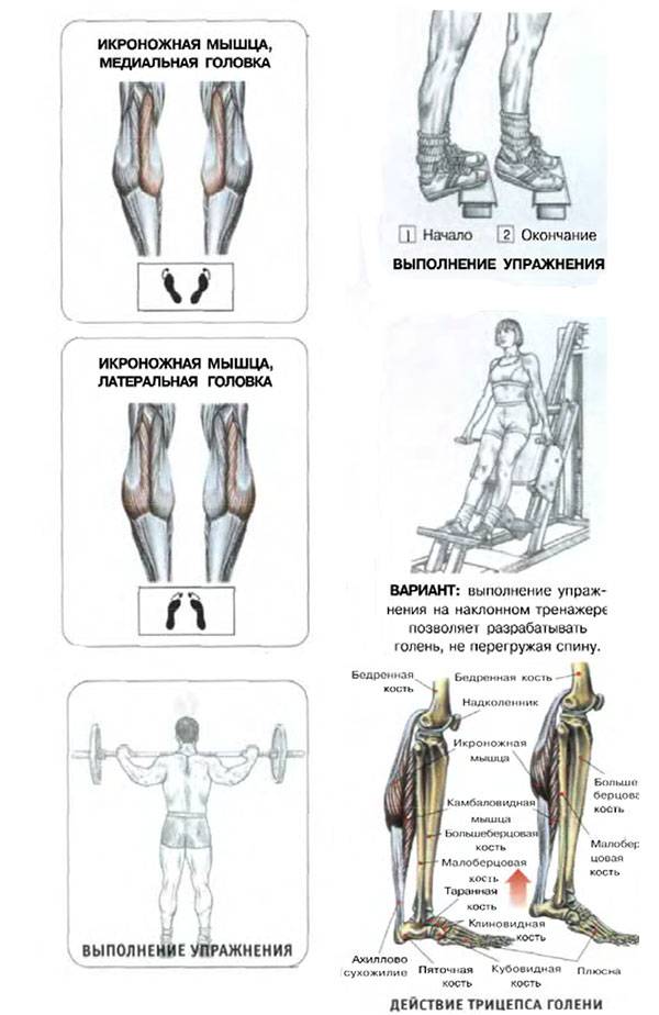 Как накачать икры ног в домашних условиях? упражнения для икроножных мышц