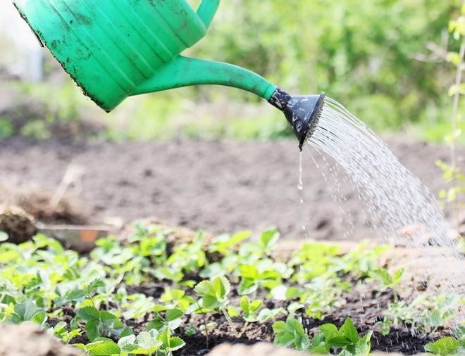 Можно ли поливать холодной водой со скважины посадки в огороде
