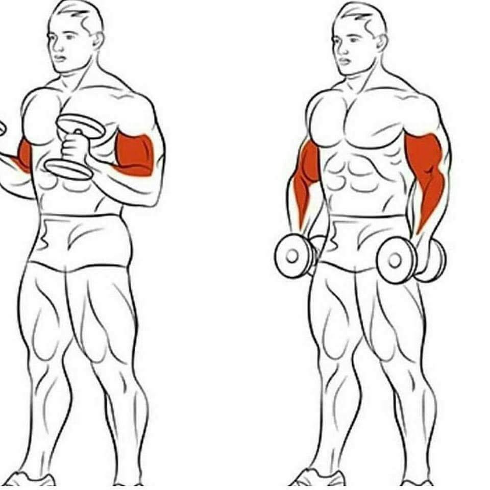 8 лучших упражнений для похудения рук и прорисовки мышц