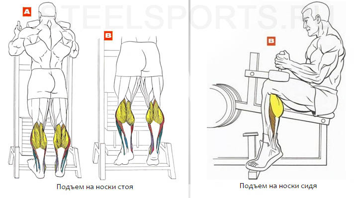 Подъем на носки с гантелями: описание упражнения с фото, пошаговая инструкция выполнения, проработка мышц ног - tony.ru