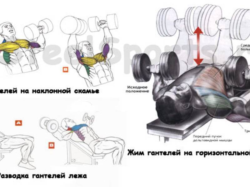 Как накачать грудь гантелями: топ 3 упражнения с гантелями на грудные мышцы