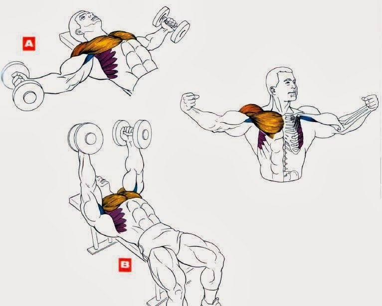 Жим гантелей лёжа ✪ какие мышцы тренируются и как правильно выполнять