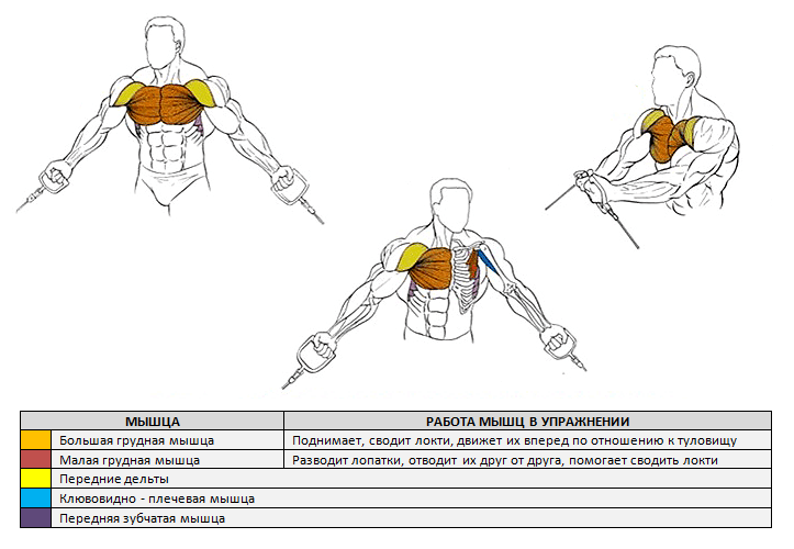 Тренировка мышц груди
