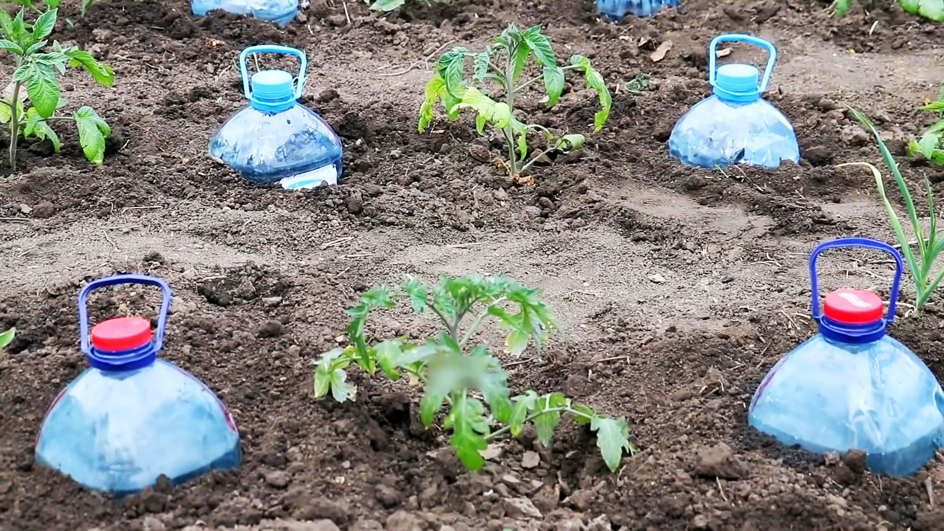 Применение пластиковых бутылок для полива огорода и сада