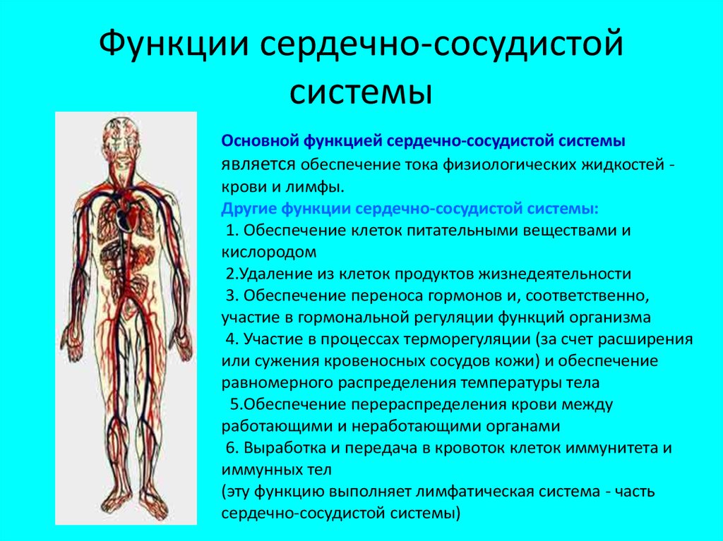 Строение сердечно сосудистой системы человека схема