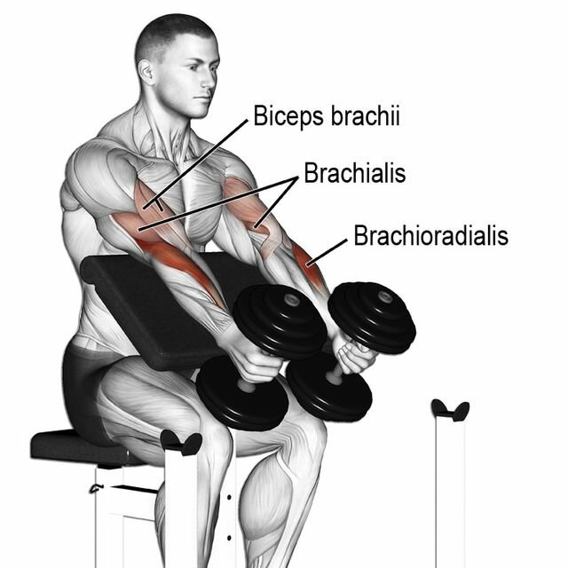 DB Preacher Curl