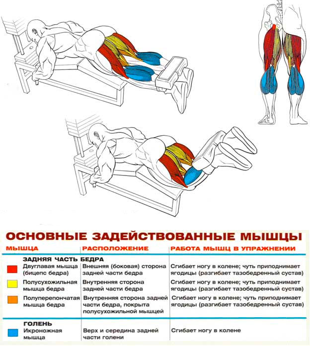Сгибание ног лежа в тренажере: техника выполнения | твой фитнес