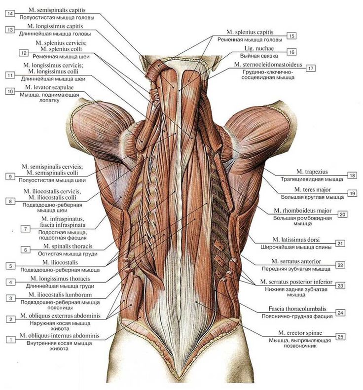 Анатомия мышц медиального тракта спины человека – информация: