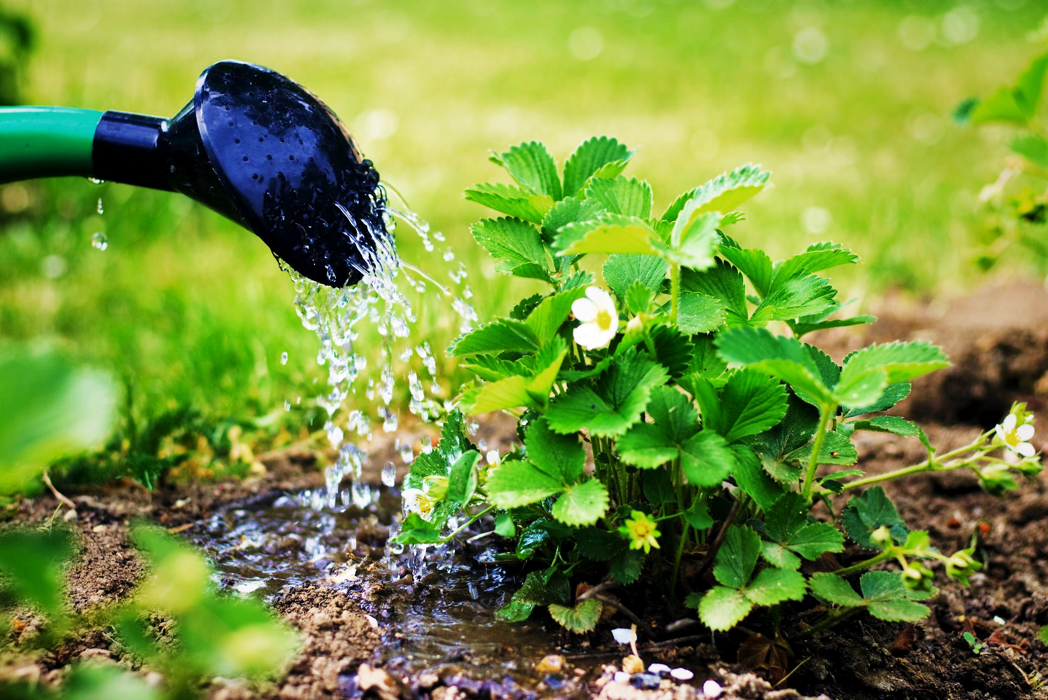 Можно ли поливать водой из бассейна огород, газон, цветы